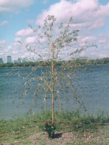 Memorial Tree